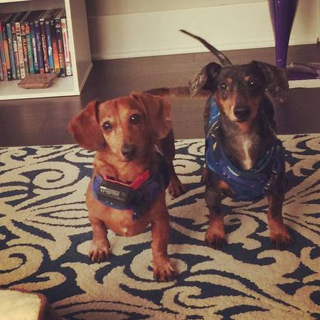 Moose and Herbie