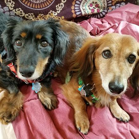 Wolfie & Harley