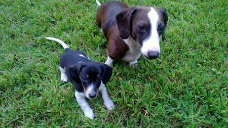 Remy and Snoopy
