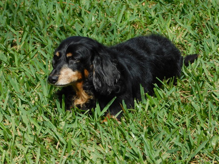 Toby