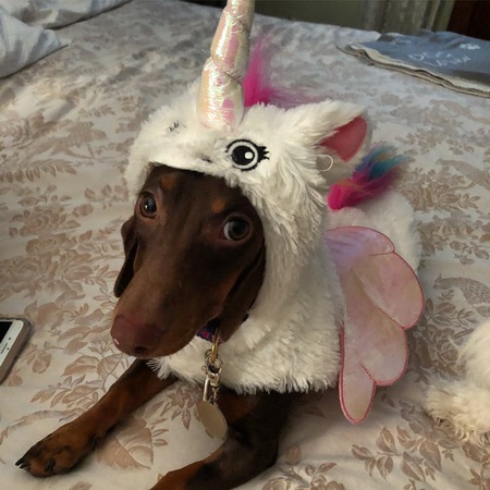 Stella