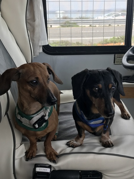 Franklin and Little Tee
