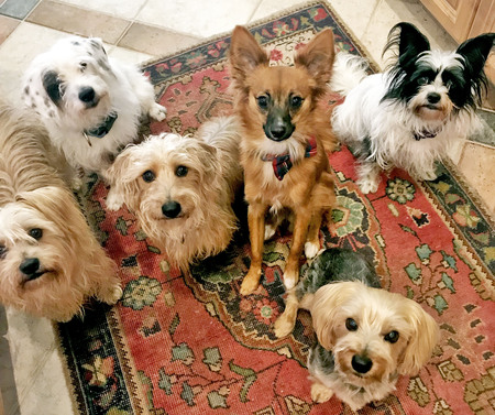 Holly, Mikey, Bugsy, Copper, Joey, and Petunia