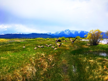 Geese Taking Flight