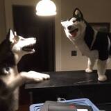 Entry image for Noki