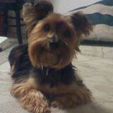 Entry image for Jazz