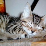 Entry image for Coconut