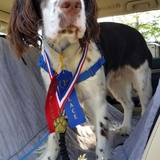 Entry image for Dizzy Dog