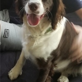 Entry image for Wally, US Navy