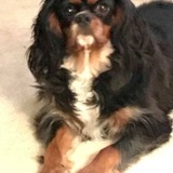 Entry image for Maui Lei