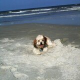 Entry image for Humphrey the Therapy Dog