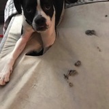 Entry image for Carmello