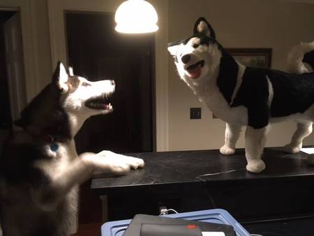 Entry image for Noki. Clicking this image will show a larger photo