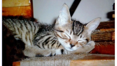 Entry image for Coconut. Clicking this image will show a larger photo