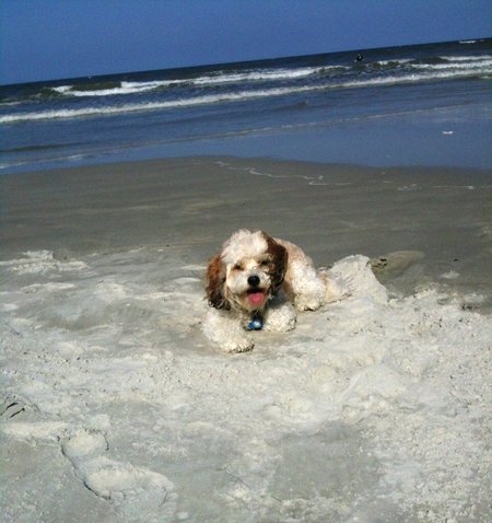 Entry image for Humphrey the Therapy Dog. Clicking this image will show a larger photo