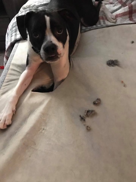 Entry image for Carmello. Clicking this image will show a larger photo