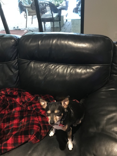 Entry image for Kiki. Clicking this image will show a larger photo