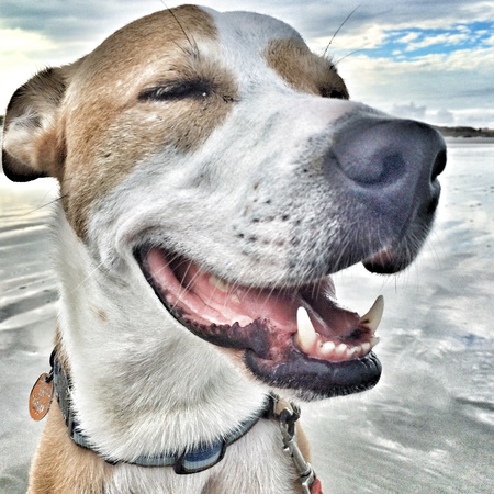 Entry image for SawySauce., aka “The Sauce” of St Dogustine . Clicking this image will show a larger photo