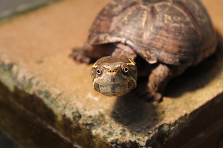 Teeny the Teenage Turtle 