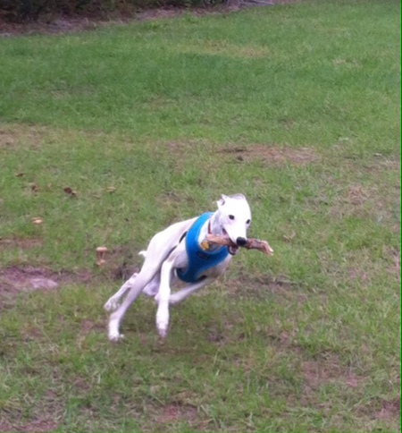 Bowden the Whippet