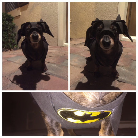 Keke - The Bark Knight 