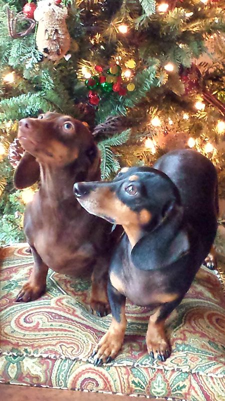 WILSON & JACK Santa's Helpers