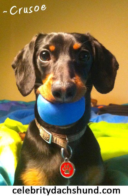 Crusoe, The Celebrity Dachshund