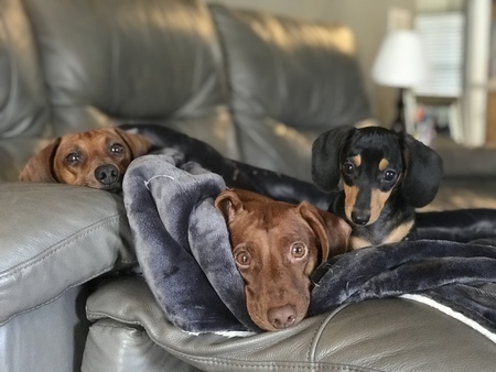 Emmy, Max, &Cassie