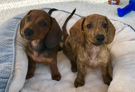 Flash and Scooter the Wonder Puppies