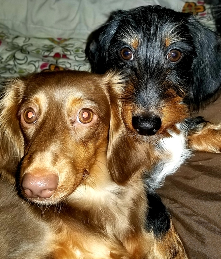 Felix and Gunner