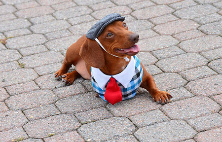 Dachshund Dobby 3Paws