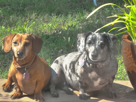 Toast and Pepper