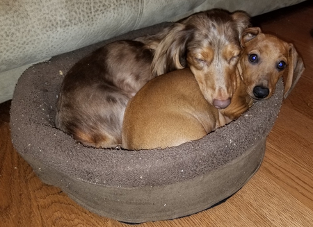 Best Buddies