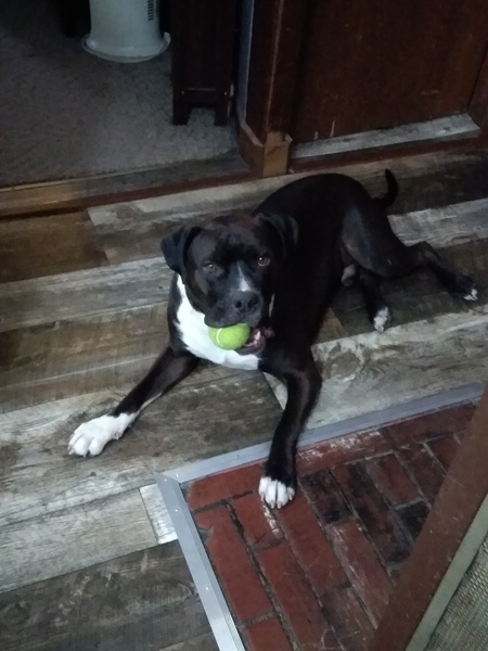 Hank Hades Hillesheim
