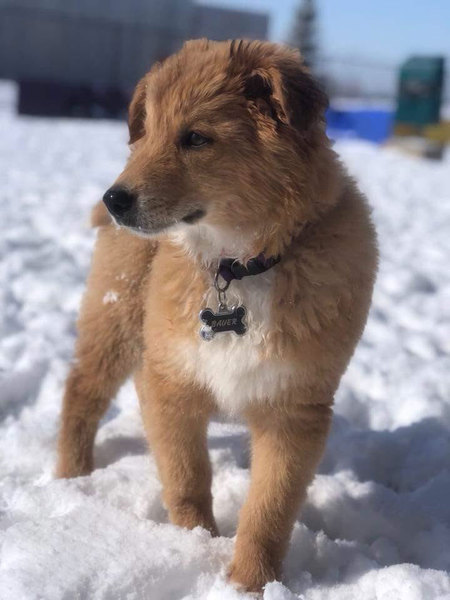 Bauer