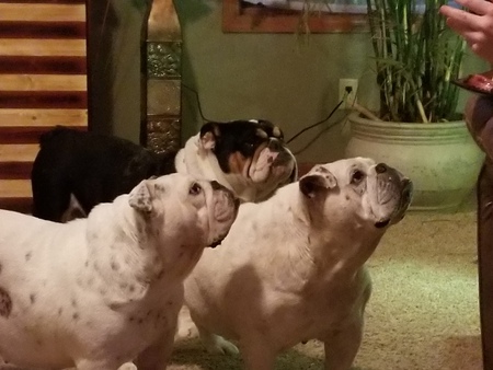 Sugar Bear, Smores and Snickers