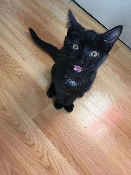 Ziggy