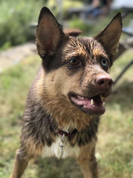 Zola