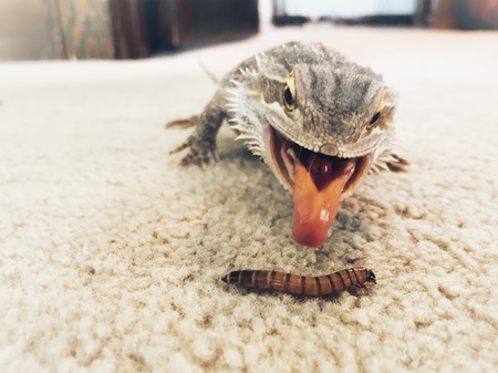 Garak