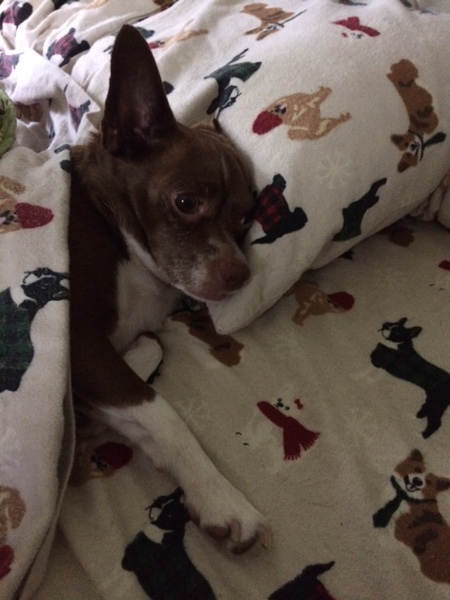 BRODY