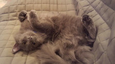 Sammy