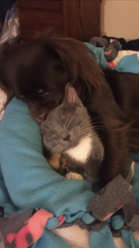 Milly with a foster kitten