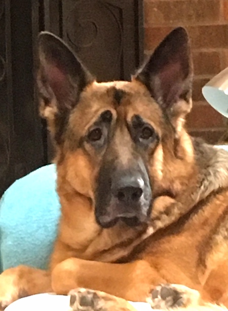 Apache Rodriguez Vom Eikelberg
