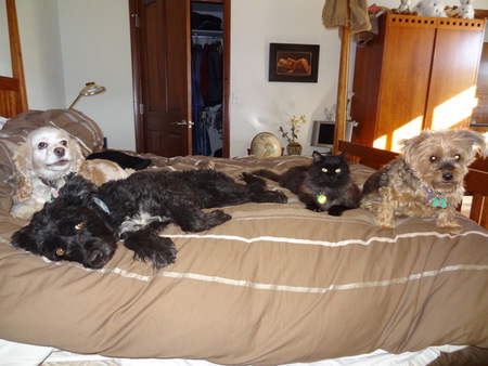 Furry Family Gracie, Molly, Misha and Marlon