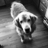 Entry image for Cody 