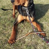 Entry image for Logan