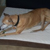 Entry image for TORRE