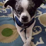 Entry image for         t-Rex