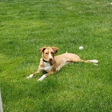 Entry image for Copper