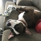 Entry image for Scooter 